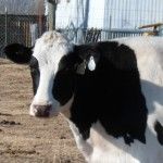 vaca