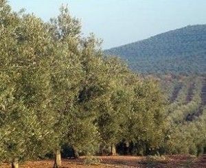 Triptico_Olivar