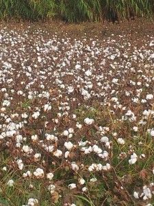 La mayoría de las ayudas PAC se destinan a agricultores de la Campiña